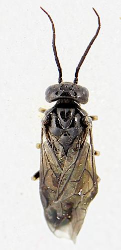 Priophorus brullei